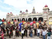 ಹೇಗಿದೆ ಗೊತ್ತಾ ದಸರಾ ಆನೆಗಳ ಫುಡ್ ಮೆನು; ದಿನಕ್ಕೆರಡು ಬಾರಿ ಸಿಗುತ್ತೆ ಪೌಷ್ಠಿಕ ಆಹಾರ